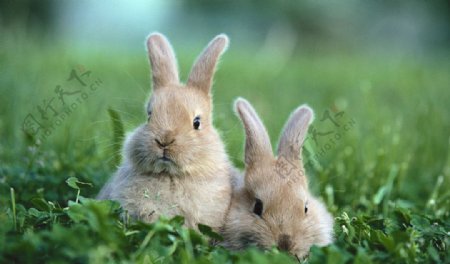 草地上的小兔子高清壁纸图片