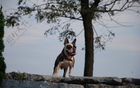 法国斗牛犬图片