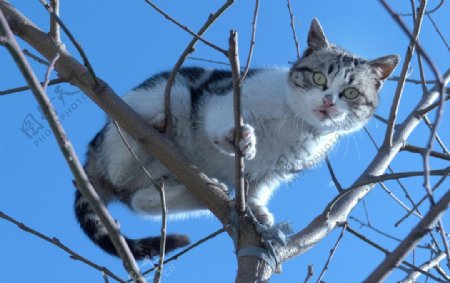 树上的猫图片