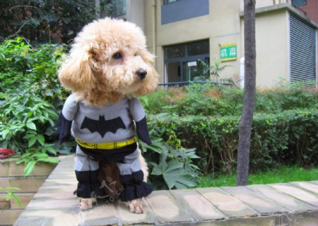 宠物狗超人蝙蝠侠变身图片