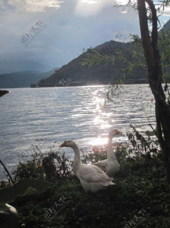 泸沽湖的鹅图片