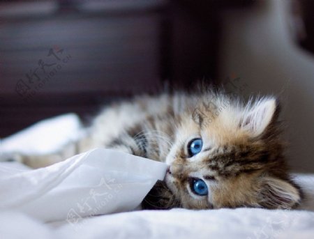 蓝眼小猫图片