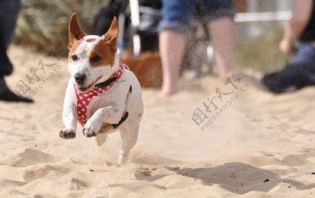 在沙滩嬉戏的狗狗图片