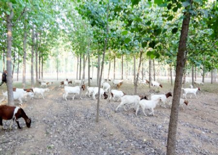 牧羊图图片