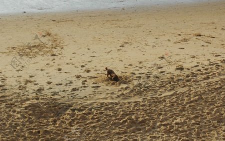 沙滩小狗图片