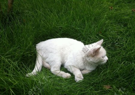 绿草白猫图片