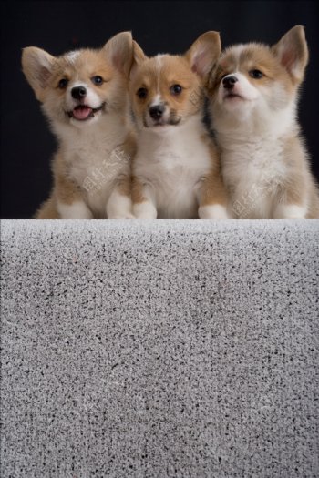 三个小狗图片