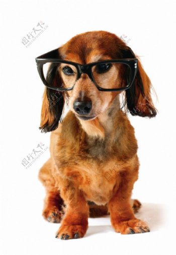 动物世界世界动物动物狗腊肠狗带眼睛的腊肠狗图片