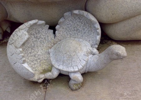 石龟出壳图片