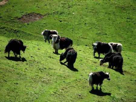草原上的牦牛群图片
