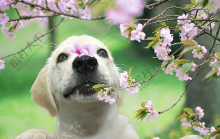 小狗赏花图片