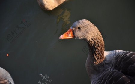 公园湖面鸭子的头部特写图片