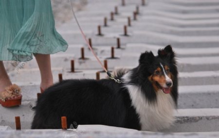 喜乐蒂牧羊犬图片