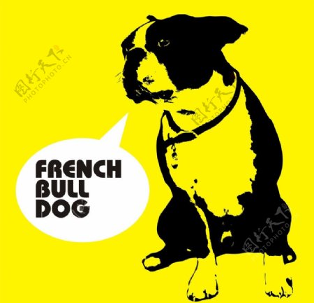 法国斗牛犬图片