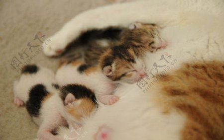 刚出生的小猫崽图片