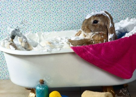 兔子的奶油浴图片
