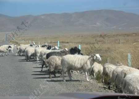 环青海湖上的羊群图片