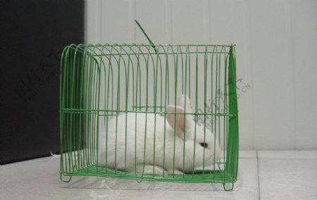 笼子中的白兔图片
