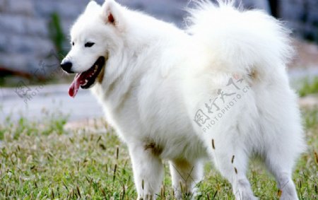 狗白色的狗狗图片