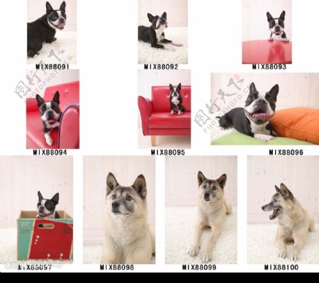 Mixa图像素材可爱的宠物091100图片