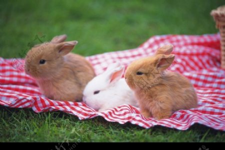 三只小兔子图片