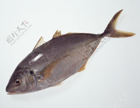 生物世界鱼图片