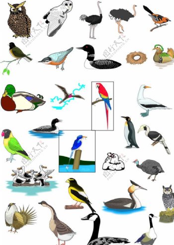 鸟矢量图图片