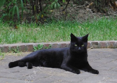 小黑猫图片