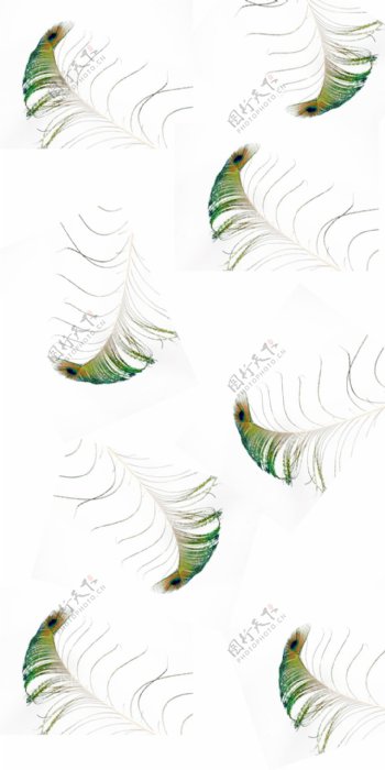 绿色孔雀羽毛图片