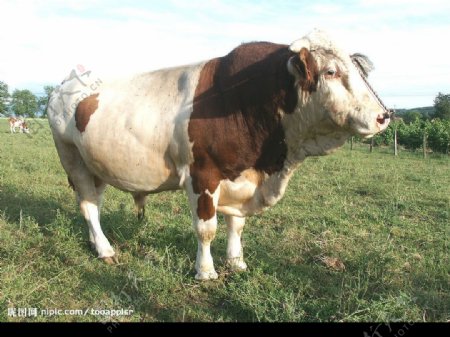 法国农家奶牛图片