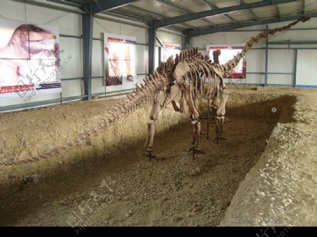 宁夏灵武市恐龙的骨架图片