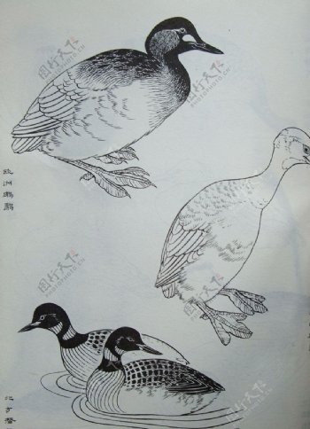 鸟类工笔画图片