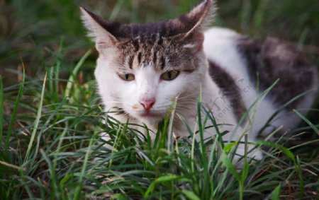 草丛中的猫图片