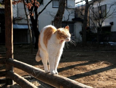 非主流的性感猫咪图片