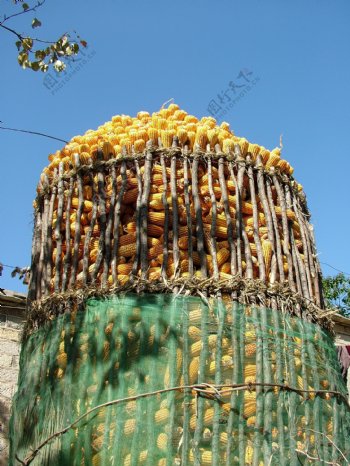 玉米玉米屯图片