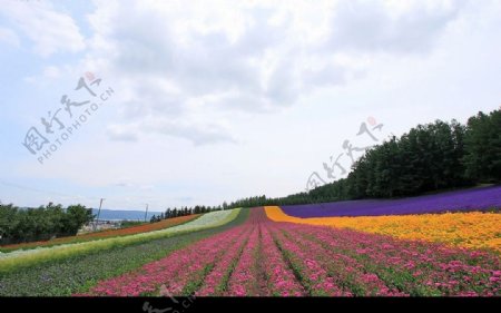 七色花田图片