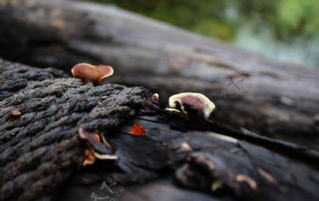朽木上的真菌图片