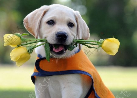 叼黄玫瑰的小狗图片
