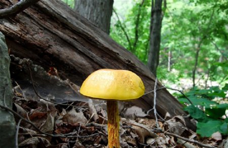 黄蘑菇图片