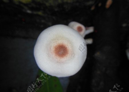 白色小蘑菇图片