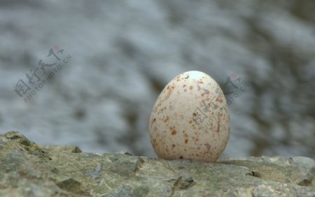 溪水边的鸟蛋图片