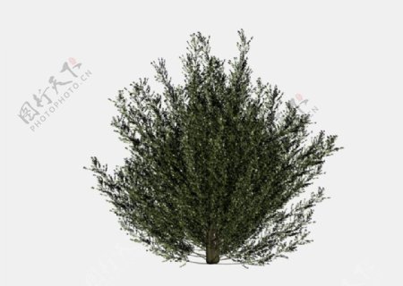 灌木模型图片