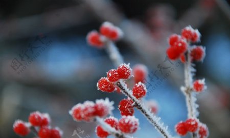 冬日红豆图片