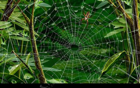 丛林蜘蛛图片