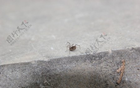 近景小蜘蛛图片