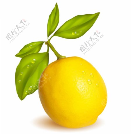 黄色柠檬矢量素材图片