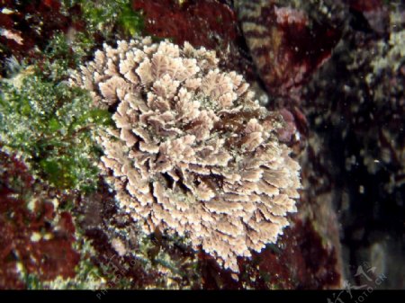 珊瑚藻图片