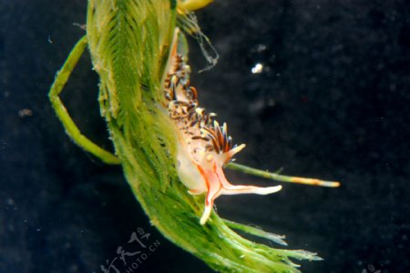 海蛞蝓图片