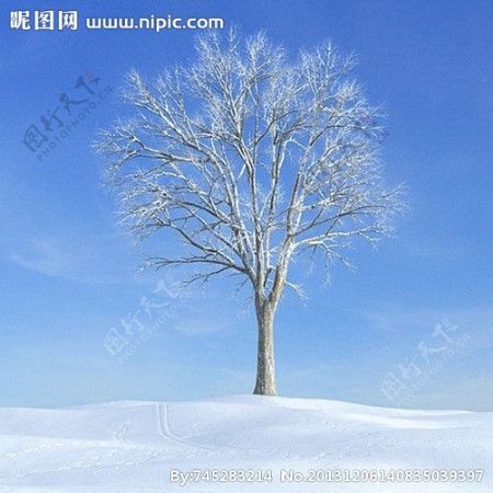 冬季树木模型树木模图片