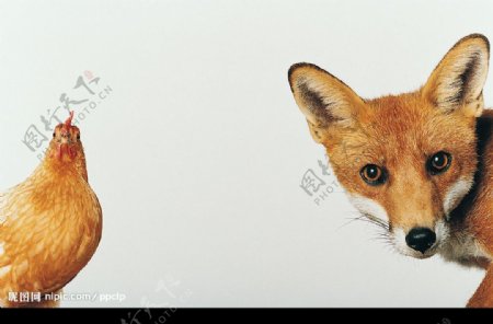 狐狸和鸡图片